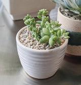 Mini Succulent Pot